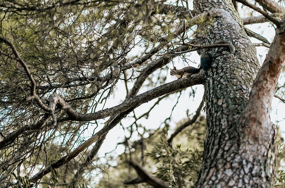 Low Angle Photo Of Tree, bark, branches, perspective, squirrel HD wallpaper