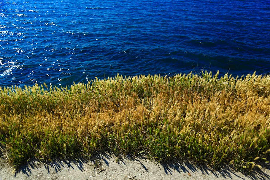 Yellow and Green Grass Beside Body of Water, coast, nature, ocean HD wallpaper