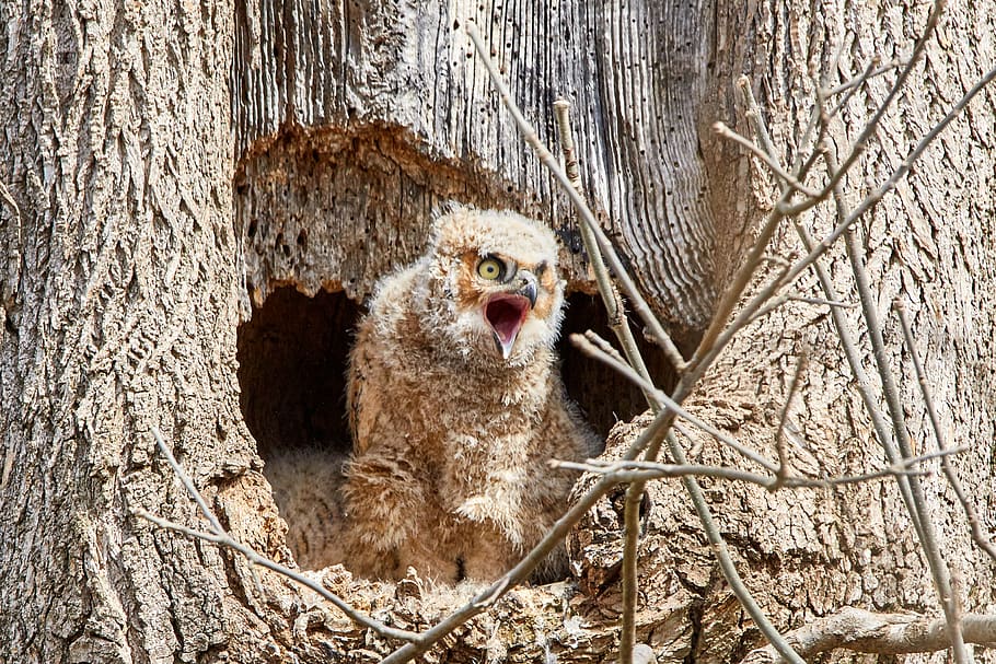 brown owl, animal themes, tree, one animal, animals in the wild HD wallpaper