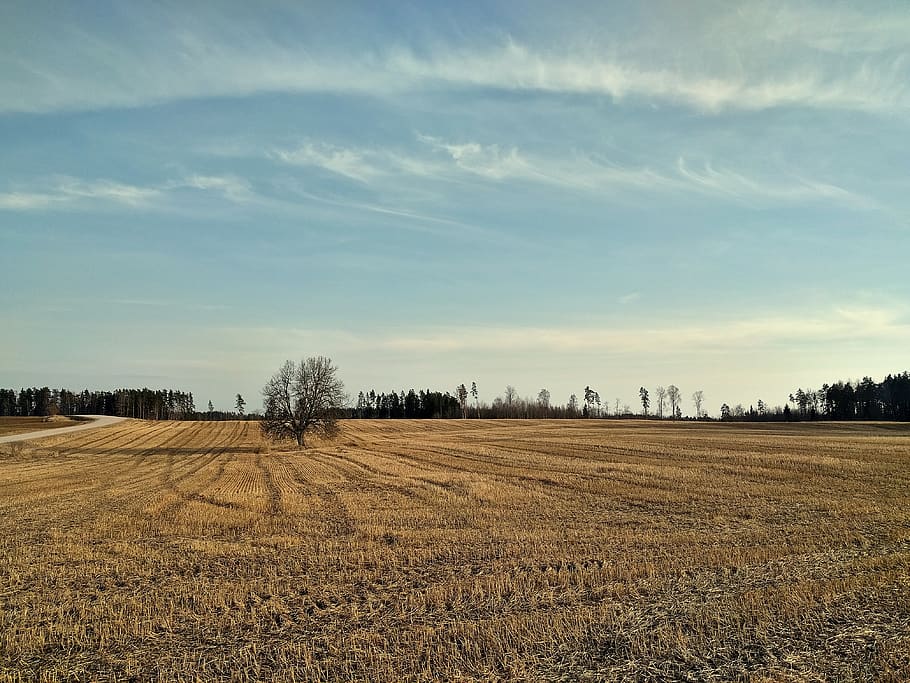 field, tree, landscape, nature, clouds, meadow, grass, sky HD wallpaper
