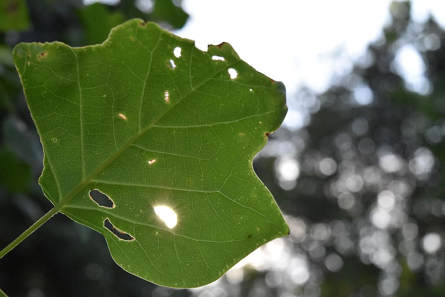 sunshine, leaf, smiley face, plant part, green color, focus on foreground HD wallpaper