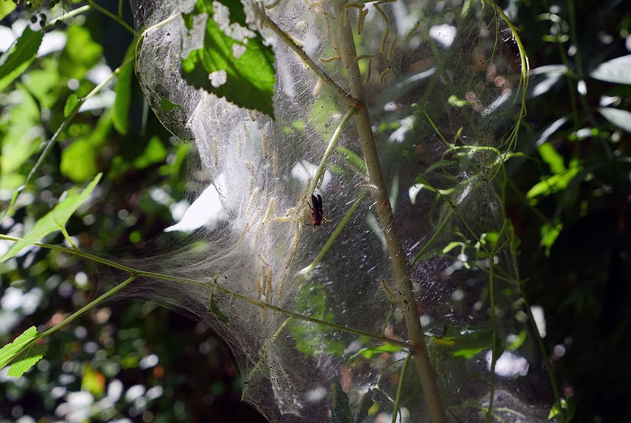 A red wasp trying to get to Web-worms in a nest, webworm, nature HD wallpaper