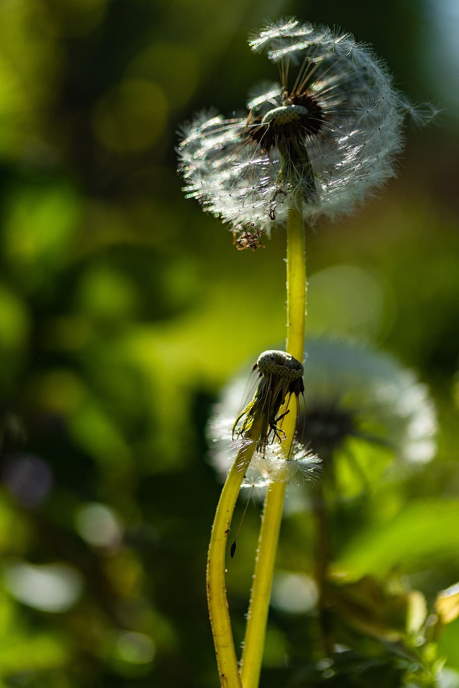 dandelion, nature, plant, macro, tender, meadow, flora, flower, HD wallpaper