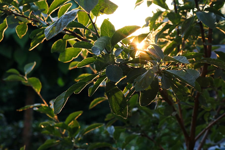 shine, sun, sunset, round, yellow, ornage, green, blue, summer HD wallpaper