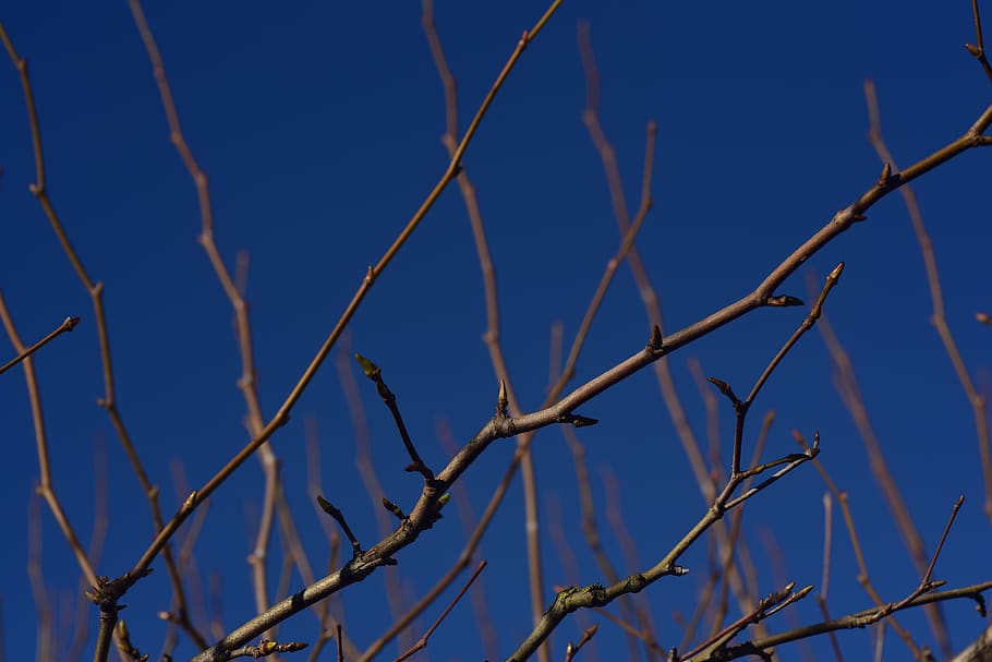branches, kahl, pasture, sky, blue, close up, tree, nature HD wallpaper