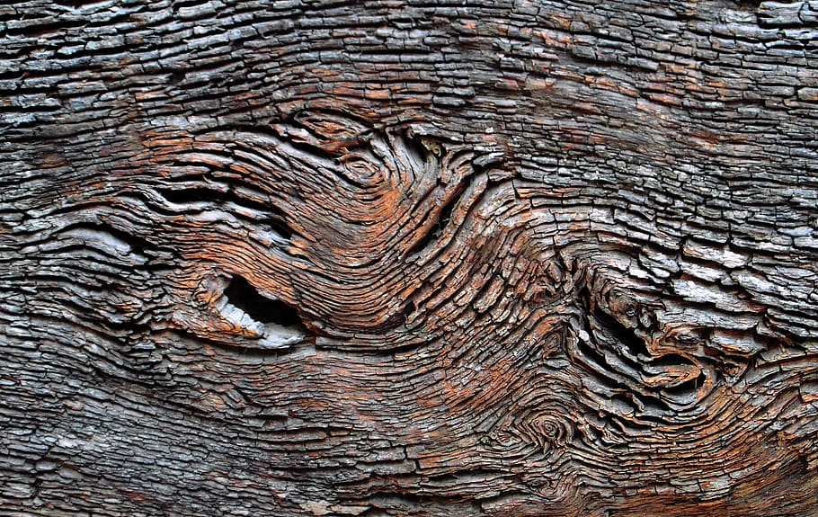 brown tree slab, pattern, backgrounds, full frame, textured, wood - material HD wallpaper
