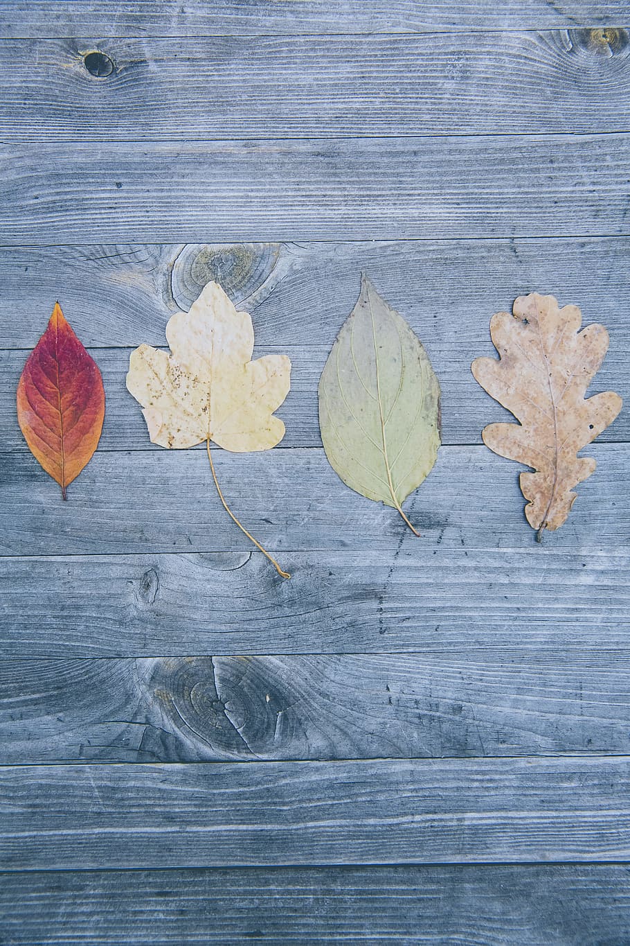 Four Leaved on Gray Surface, background, brown, close-up, collect HD wallpaper