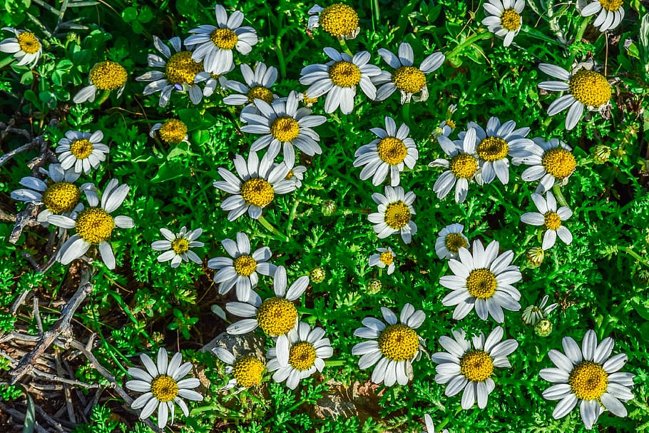 chamomile, flower, spring, nature, herb, botany, blossom, meadow HD wallpaper