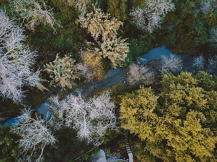 bird's eye view photo of river flow between tall trees during daytime HD wallpaper