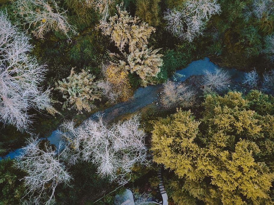 bird's eye view photo of river flow between tall trees during daytime HD wallpaper