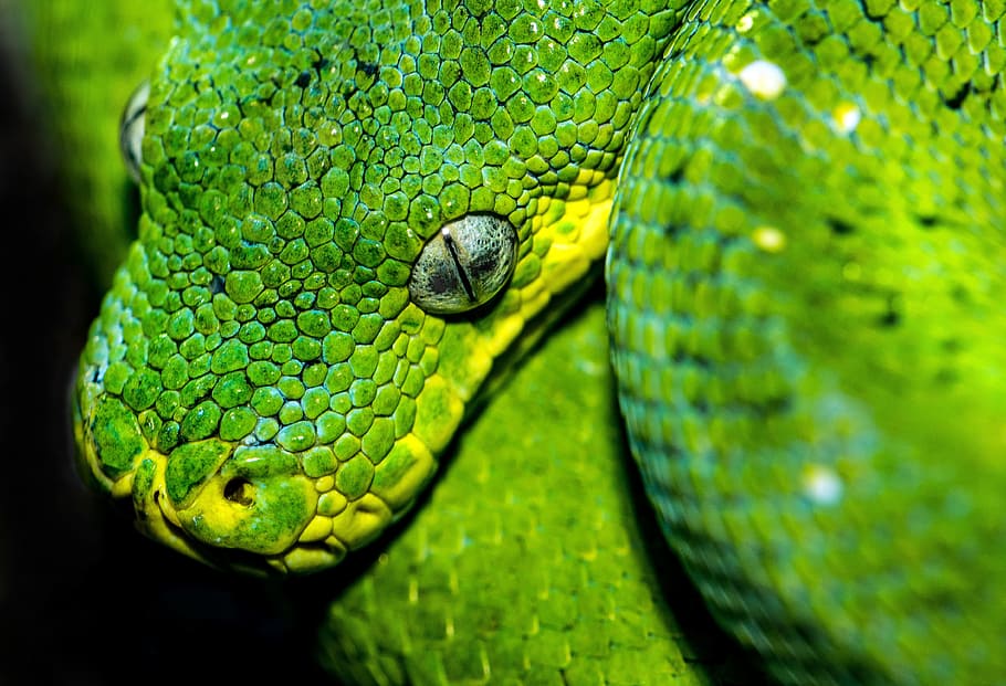 Hd Wallpaper Shallow Focus Photography Of Viper Snake Snake Close Up Nature Wallpaper Flare