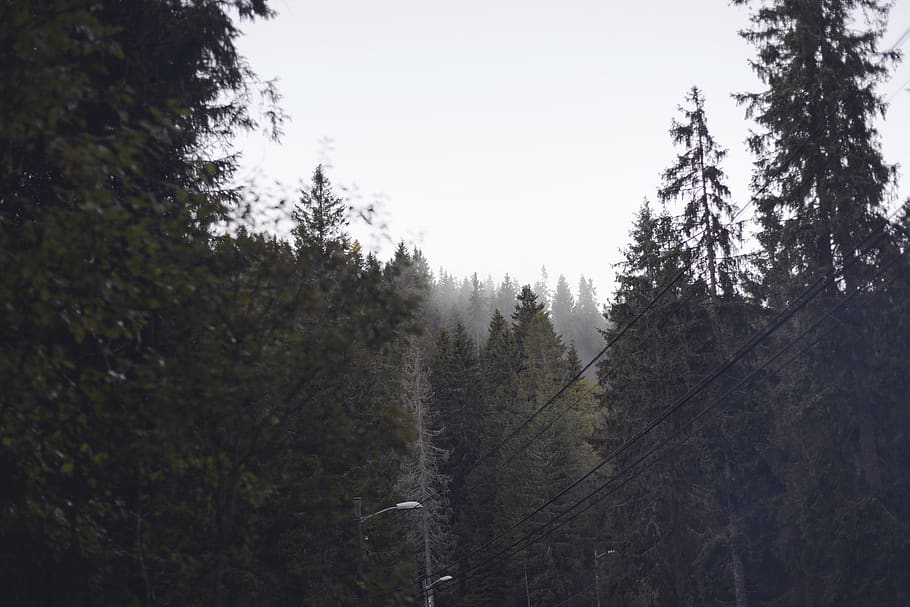 trees, forest, winter, misty forest, plant, tranquility, growth HD wallpaper