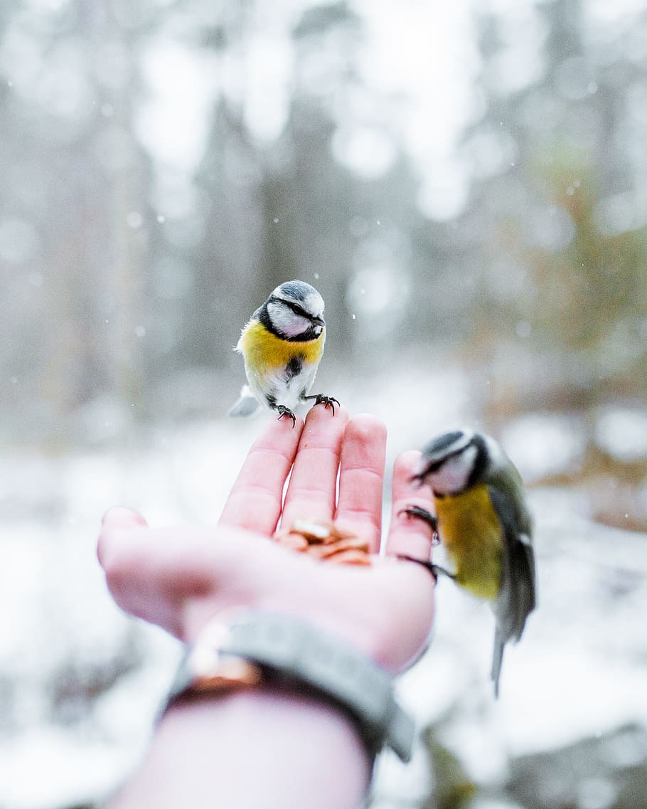 two yellow-and-black birds on person's palm, hand, finger, bokeh HD wallpaper
