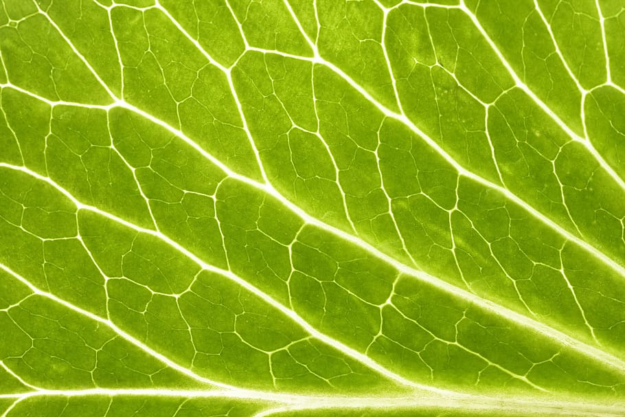 background, botany, flora, floral, flores, foliage, green, growing HD wallpaper