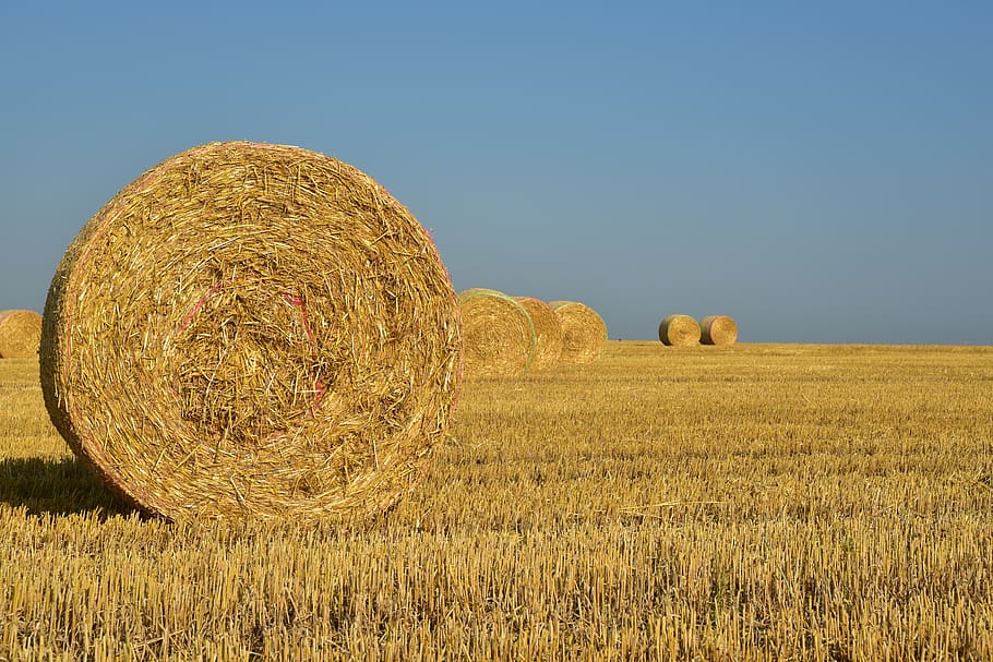 hay, straw, harvest, rural, agriculture, nature, field, sky HD wallpaper