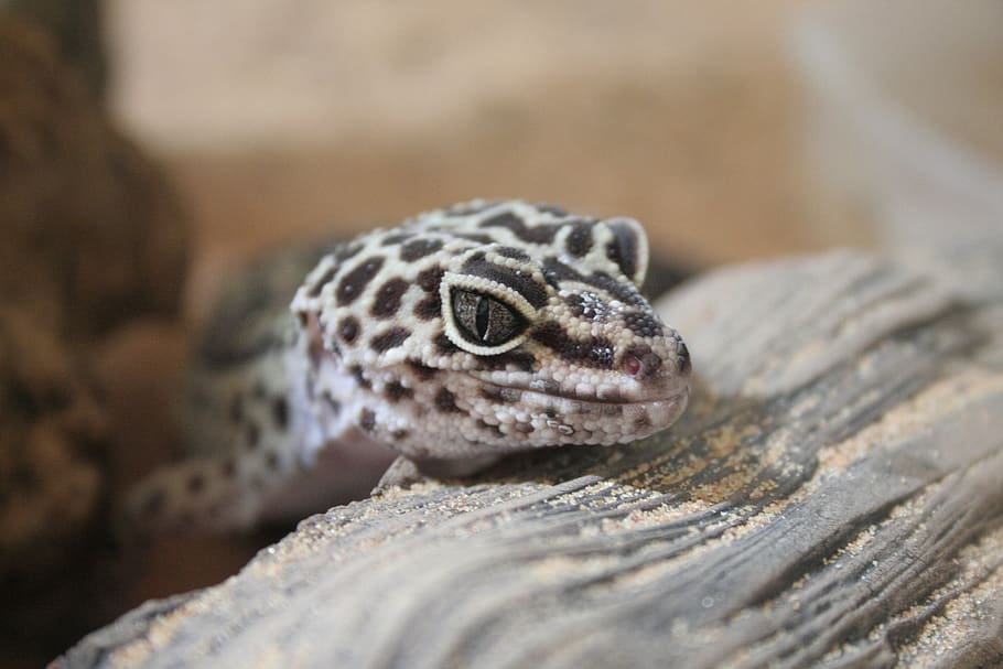 gecko, leopard gecko, geckos, tokay gecko, cooking gecko, leopard geckos, HD wallpaper