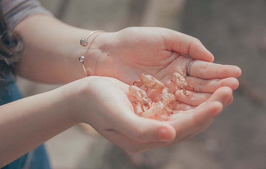 Person Holding Beetles, bracelet, exoskeleton, hands, sheding HD wallpaper