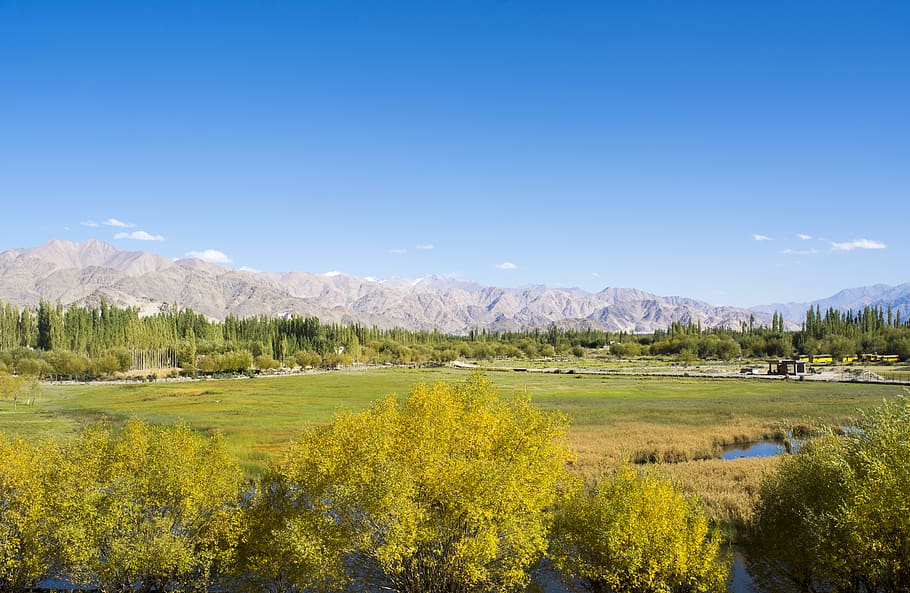 india, ladakh, leh ladakh (northern range trek n tour), trees