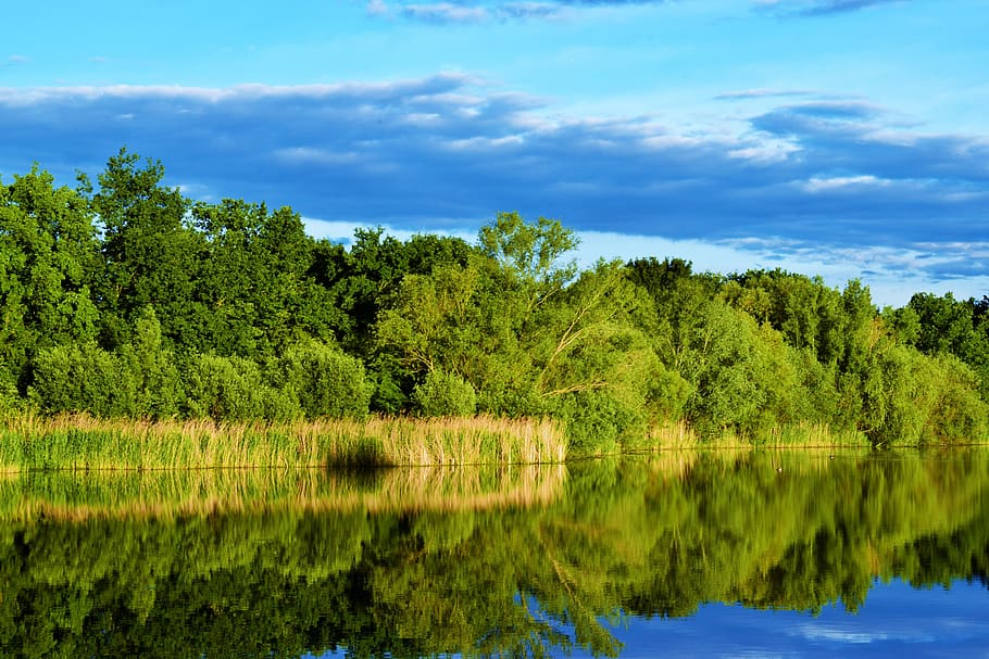 lake, water, trees, forest, lunch, day, sky, mirroring, summer HD wallpaper