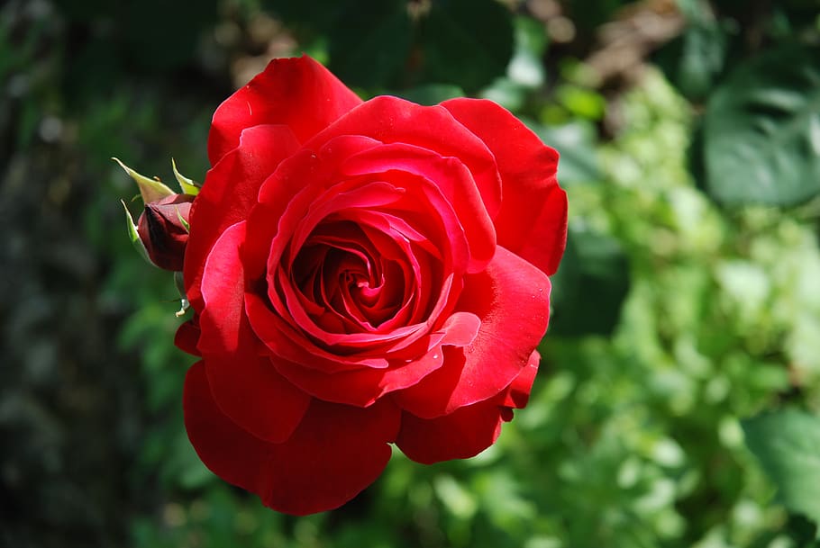 rose, flower, spring, red rose, greece, flowering plant, beauty in nature HD wallpaper