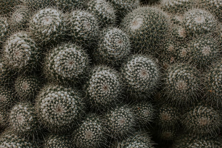 green cactus plant, no people, nature, full frame, close-up, succulent plant HD wallpaper