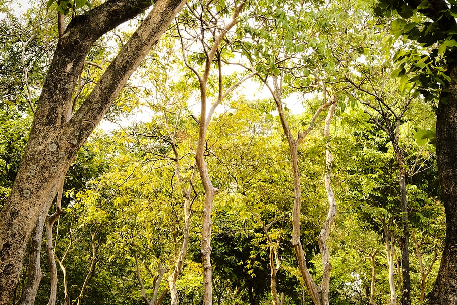 indonesia, monas, tree, plant, forest, land, growth, tree trunk HD wallpaper