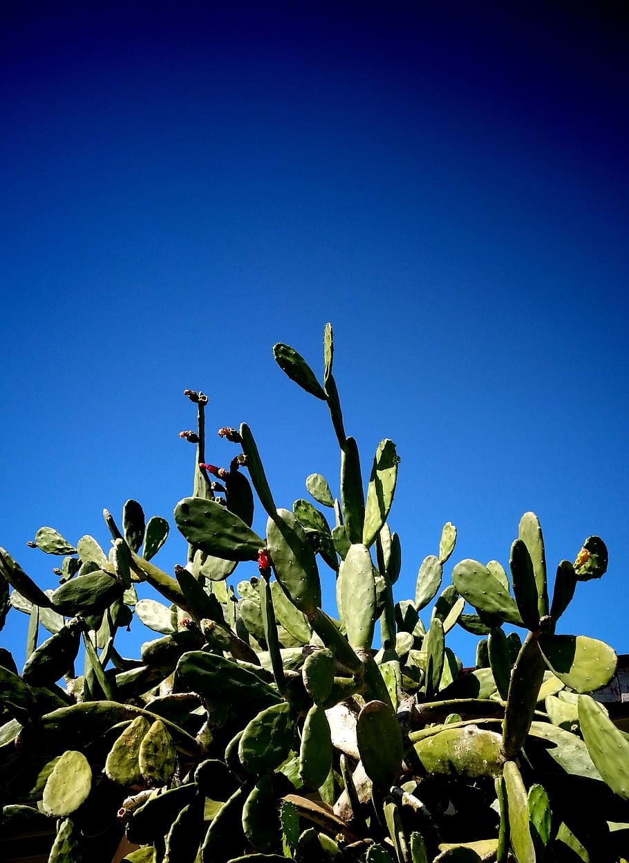 Indian Fig Plant, bloom, bright, buds, cactus, close-up, colors HD wallpaper