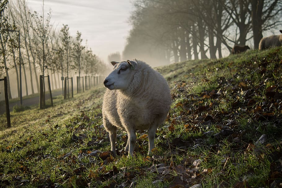sheep, lamb, wool, grass, agriculture, livestock, animal, mammal HD wallpaper