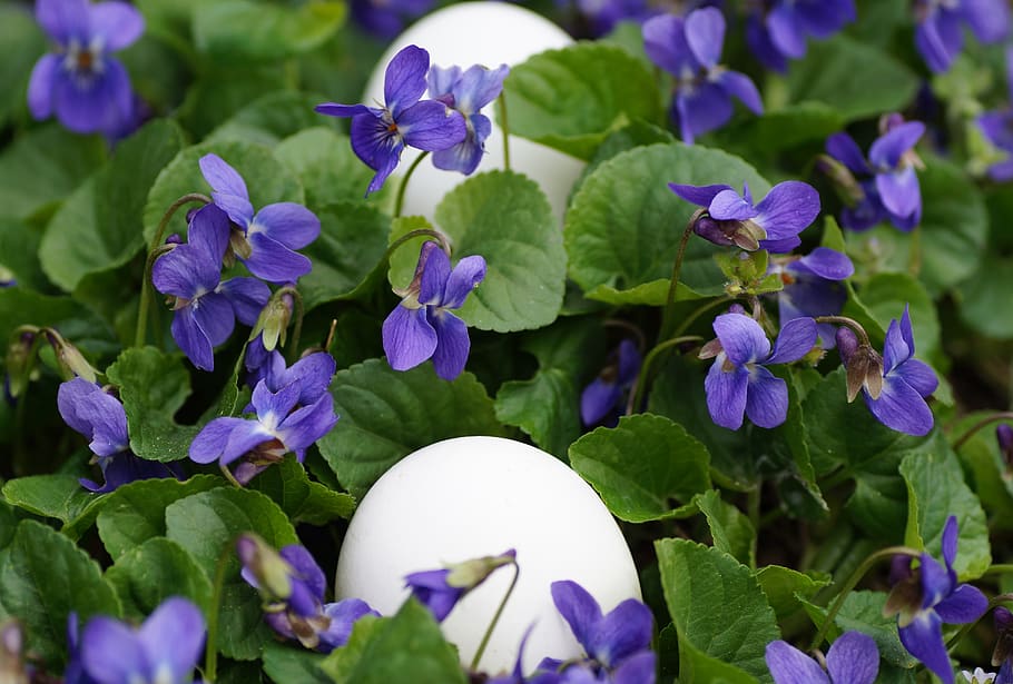 violets, eggs, white, easter, spring, vernal, holiday, the tradition of HD wallpaper