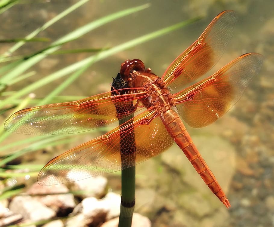 dragonfly, insect, nature, outside, macro, close-up, wings HD wallpaper