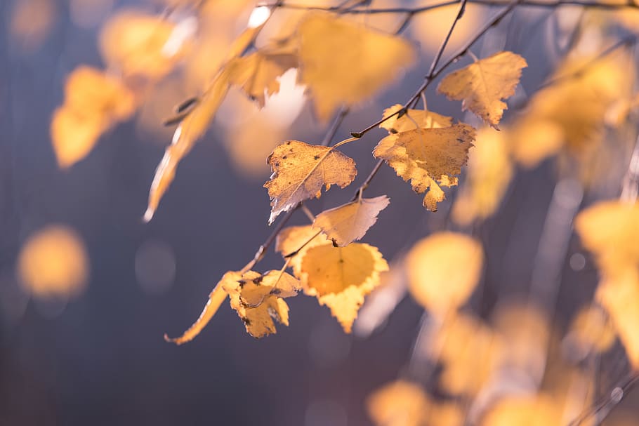 Closeup Photography of Brown Leaf, blurred background, bright HD wallpaper