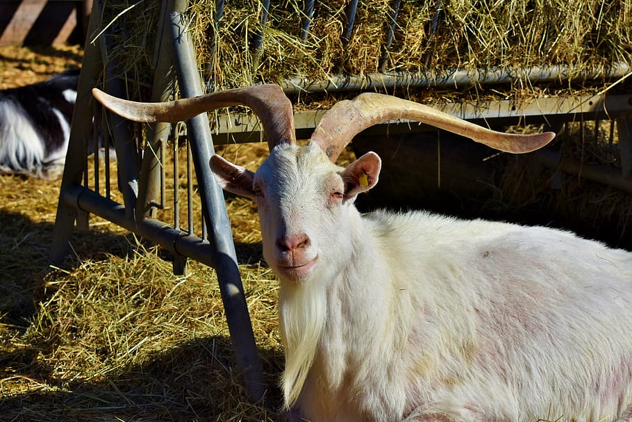 goat, billy goat, domestic goat, goatee, livestock, horns, horned, HD wallpaper