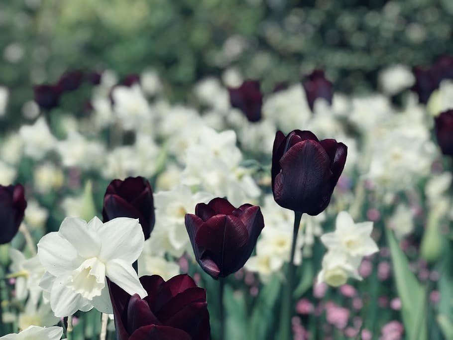 daffodils, flower, tulips, spring, plant, bloom, blossom, garden HD wallpaper