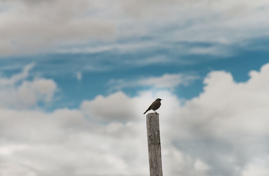 bird, sky, clouds, alone, lonely, animal, dom, blue sky, cloudy, HD wallpaper