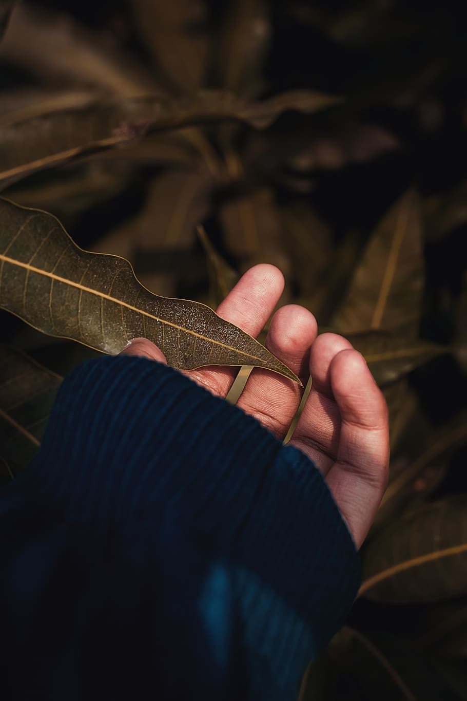 Person Holding Leafed Plant, dry leaf, hand, macro, veins, human hand HD wallpaper