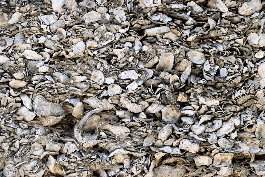conquina shells, backdrop, wall exterior, historic, material HD wallpaper
