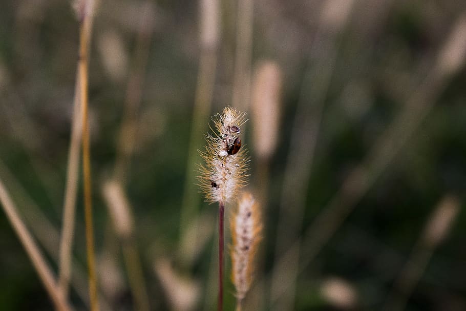 field, bee, insects, nature, yellow, macro, collect, flower, HD wallpaper