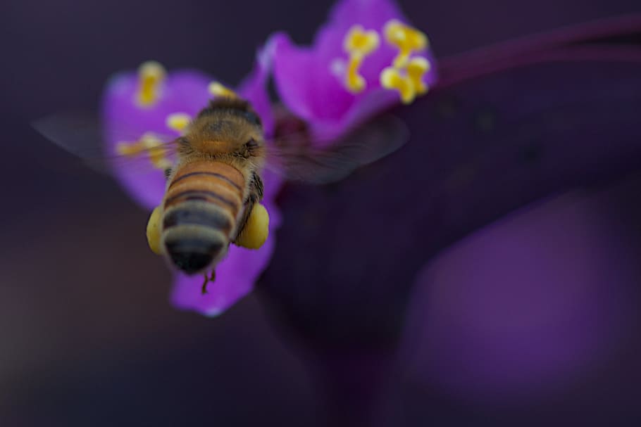bee, insect, pollen, bloom, spring, wings, fly, yellow, honey HD wallpaper