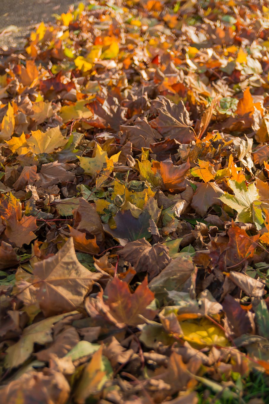 united kingdom, kettering, autumn, plant part, leaf, change HD wallpaper
