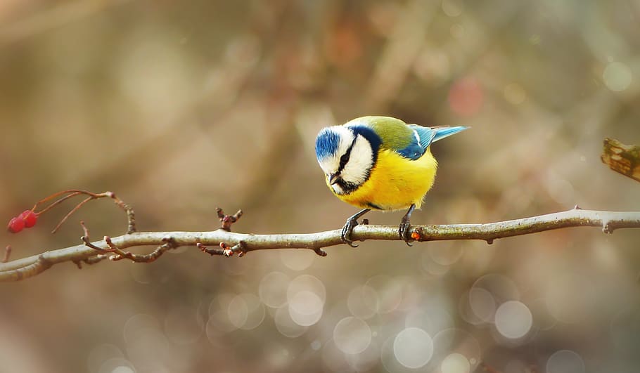 crested tit, bird, small, colored, sprig, bokeh, animals, nature HD wallpaper