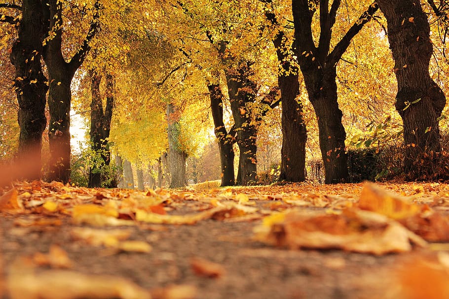 Dirt Road Cover by Dried Leaves, blur, close-up, coloring, dawn HD wallpaper