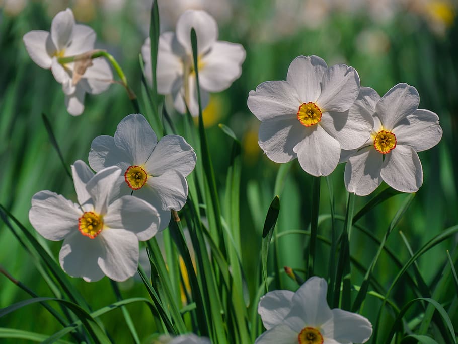 flowers, daffodils, spring, spring flower, flowering plant HD wallpaper