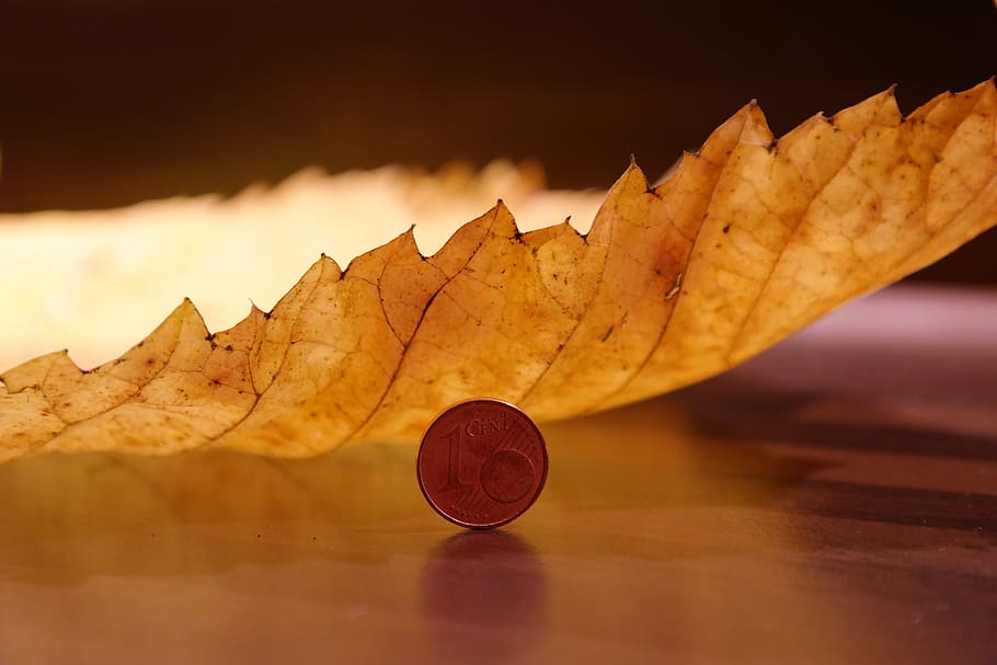 Round Coin Beside Yellow Leaf, brown, cent, fall foliage, macro, HD wallpaper