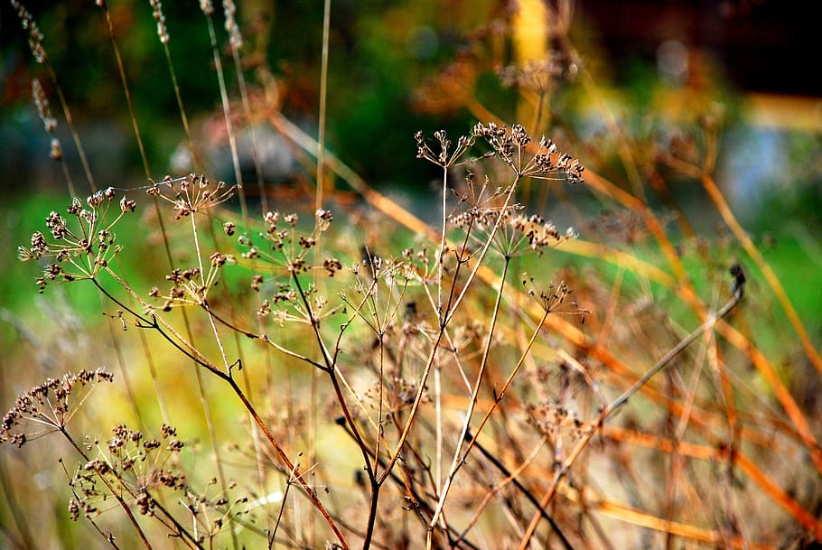 autumn, nature, forest, trees, mood, foliage, fall, light, green HD wallpaper