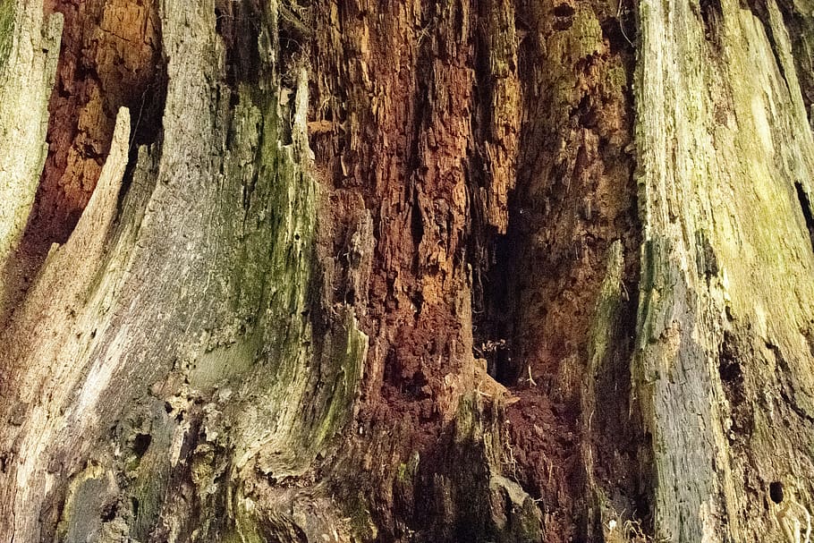 trunk, old tree trunk, aged tree trunk, rotting trunk, textured HD wallpaper