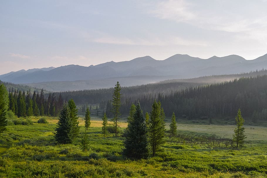 jungle during daytime, plant, tree, fir, abies, colorado, conifer HD wallpaper
