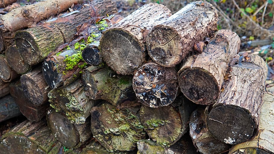 wood, stack, weathered, log, timber, tree, wood - material HD wallpaper