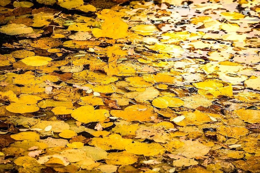 leaves, leaves carpet, autumn, swim, moat, pond, yellow, full frame, HD wallpaper