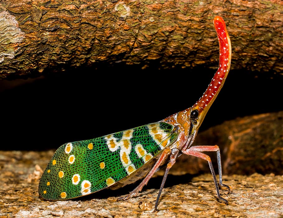Green Yellow and Red Multicolored Insect in Close Up Photography HD wallpaper