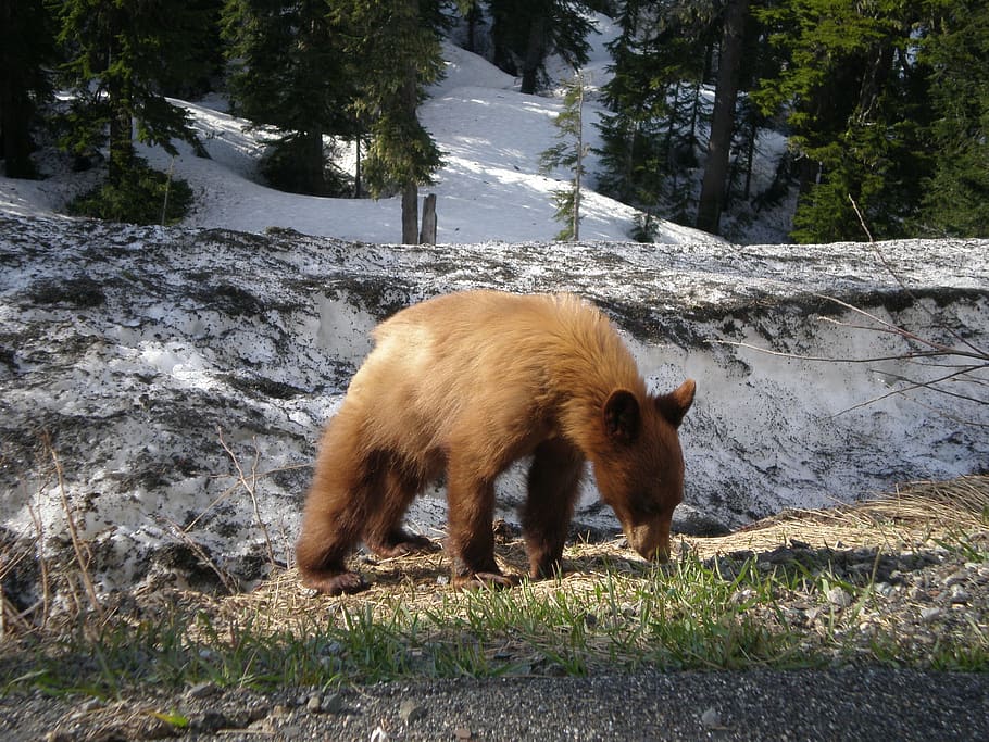 bear, cub, mountain, snow, black bear, spring, one animal, animal themes HD wallpaper